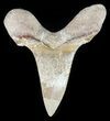 Auriculatus Shark Tooth - Dakhla, Morocco (Restored) #47848-1